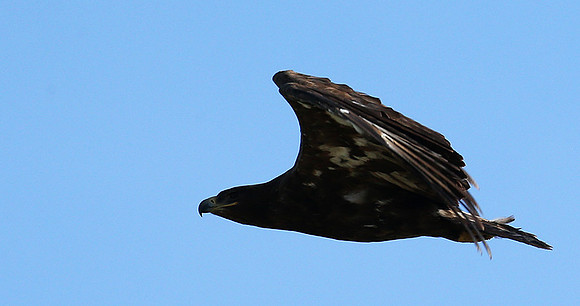 Tawny eagle - Masaï Mara