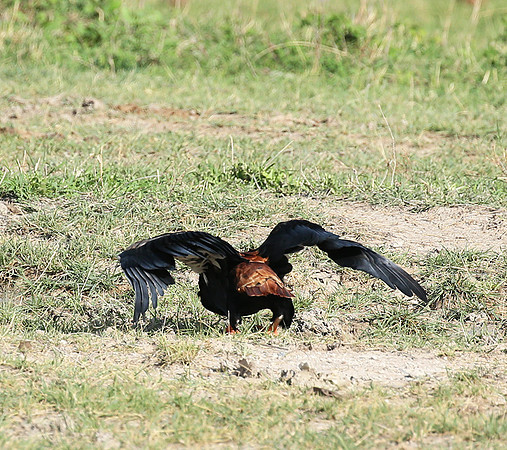 Bateleur - Meru NP