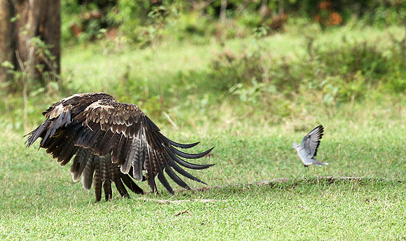 Steppe eagle - Laikipia