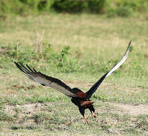 Bateleur - Meru NP