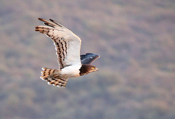 Black-chested snake eagle (South Rift Valley)