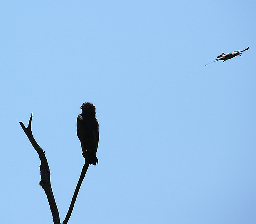 Brown snake eagle attacked by a roller - Masaï Mara