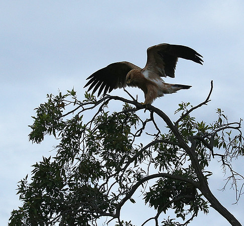 Tawny eagle - Masaï Mara