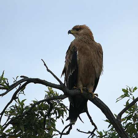 Tawny eagle - Masaï Mara