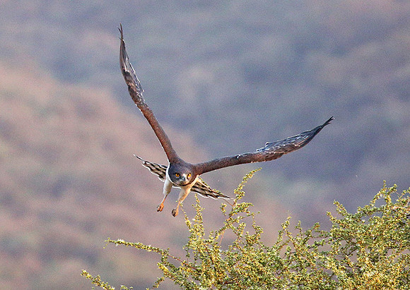 Black-chested snake eagle (South Rift Valley)