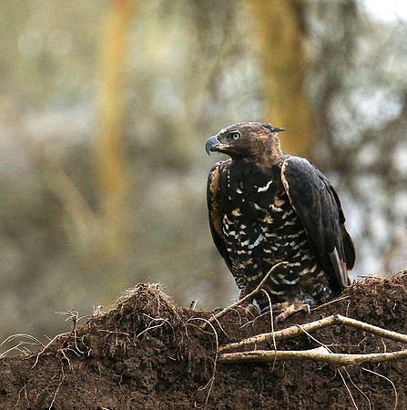 African crowned eagle - Laikipia