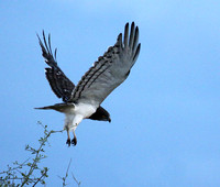 Black-chested snake eagle - Meru NP