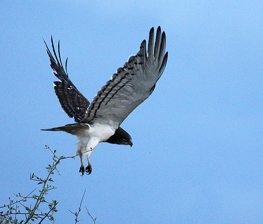 Black-chested snake eagle - Meru NP