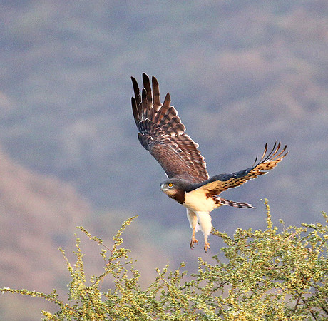 Black-chested snake eagle (South Rift Valley)