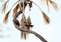 Tawny eagle - Meru NP