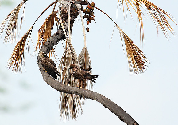 Tawny eagle - Meru NP