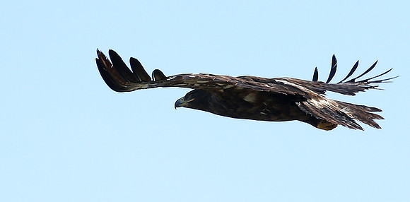 Tawny eagle - Masaï Mara