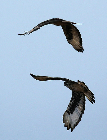 African hawk eagle - Meru NP