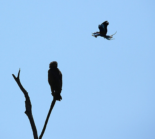 Brown snake eagle attacked by a roller - Masaï Mara