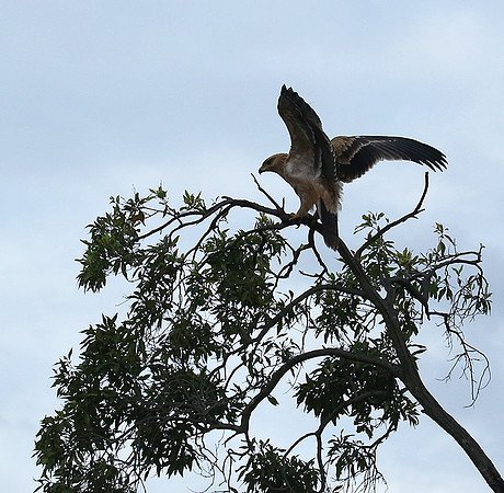 Tawny eagle - Masaï Mara