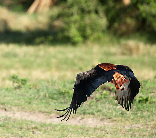 Bateleur - Meru NP