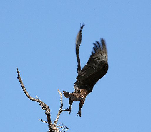Tawny eagle - Masaï mara