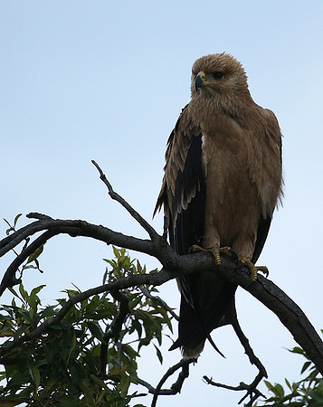 Tawny eagle - Masaï Mara