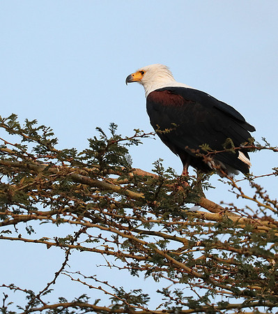 African fish eagle - Nairobi National Park