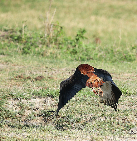 Bateleur - Meru NP