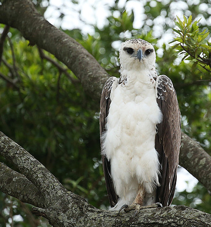 Juvenile martial eagle - Masaï Mara