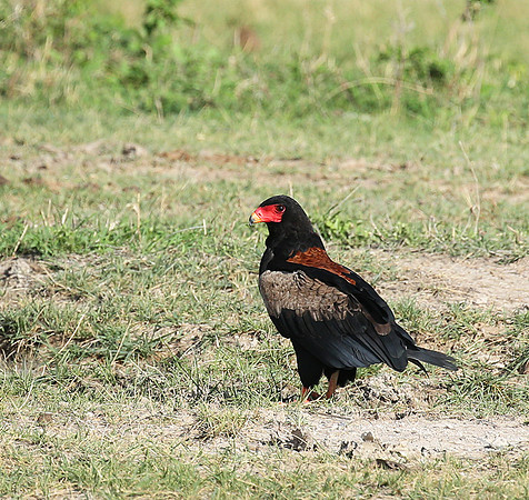 Bateleur - Meru NP