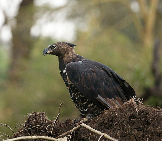 African crowned eagle - Laikipia