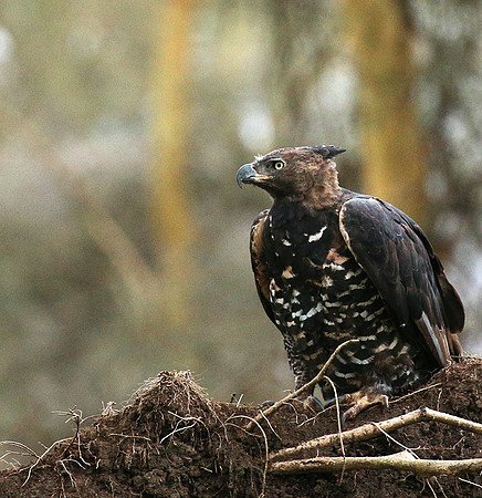 African crowned eagle - Laikipia