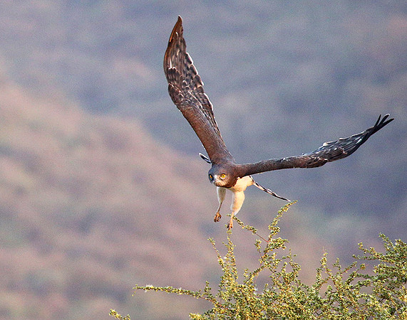 Black-chested snake eagle (South Rift Valley)