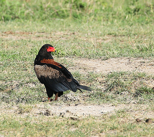 Bateleur - Meru NP