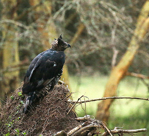 African crowned eagle - Laikipia