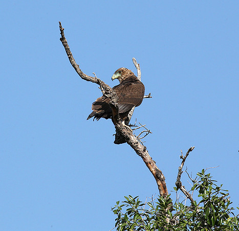 Tawny eagle - Masaï mara