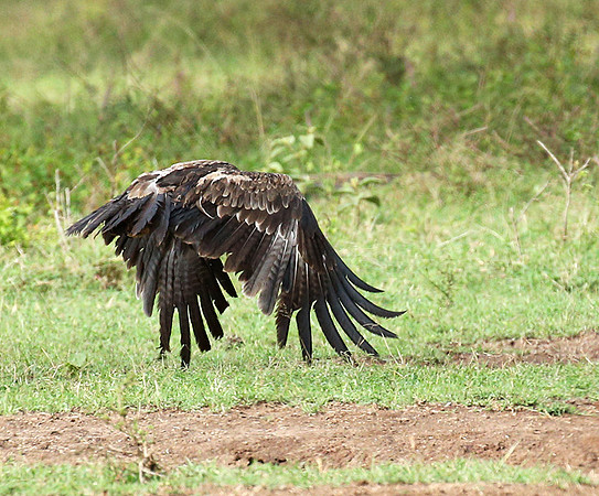 Steppe eagle - Laikipia