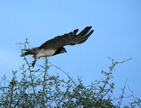 Black-chested snake eagle - Meru NP
