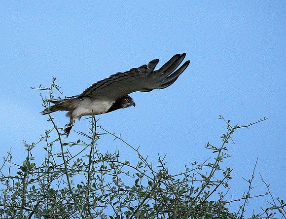 Black-chested snake eagle - Meru NP