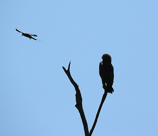 Brown snake eagle attacked by a roller - Masaï Mara