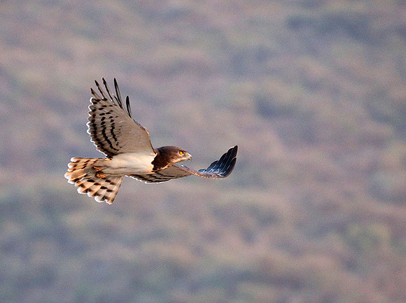 Black-chested snake eagle (South Rift Valley)