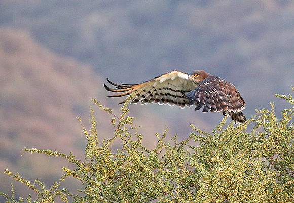 Black-chested snake eagle (South Rift Valley)