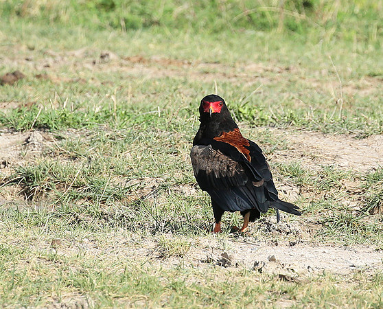 Bateleur - Meru NP