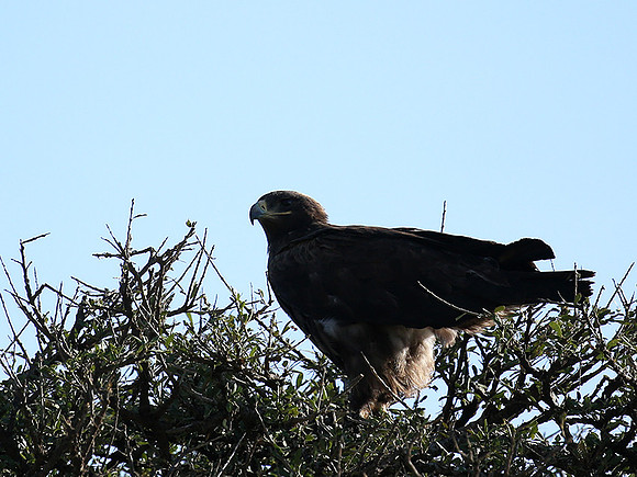 Tawny eagle - Masaï Mara