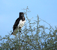 Black-chested snake eagle - Meru NP