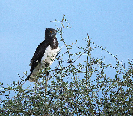 Black-chested snake eagle - Meru NP