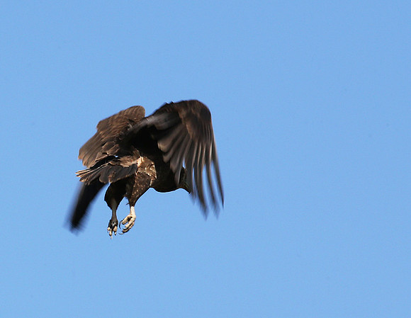 Tawny eagle - Masaï mara