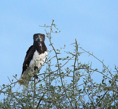 Black-chested snake eagle - Meru NP