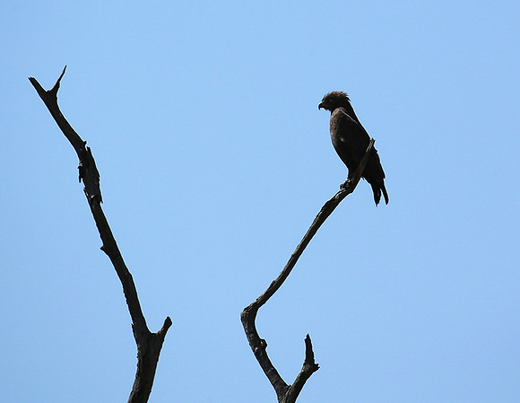 Brown snake eagle attacked by a roller - Masaï Mara