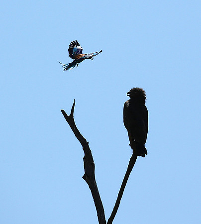 Brown snake eagle attacked by a roller - Masaï Mara
