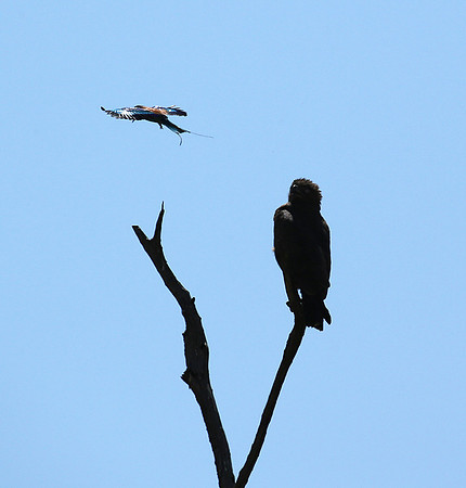 Brown snake eagle attacked by a roller - Masaï Mara