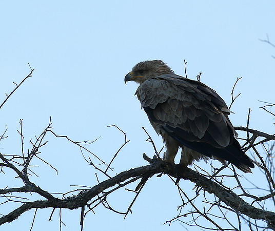 Tawny eagle - Masaï Mara