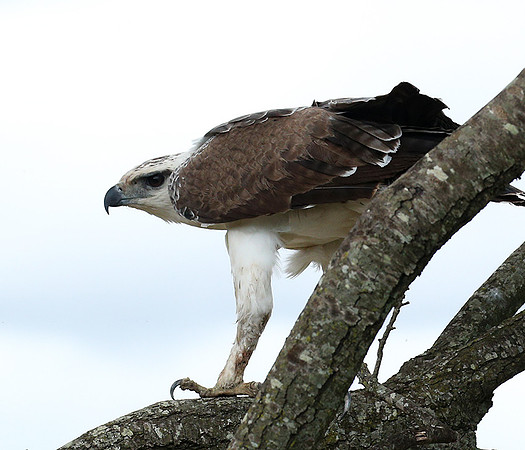 Juvenile martial eagle - Masaï Mara