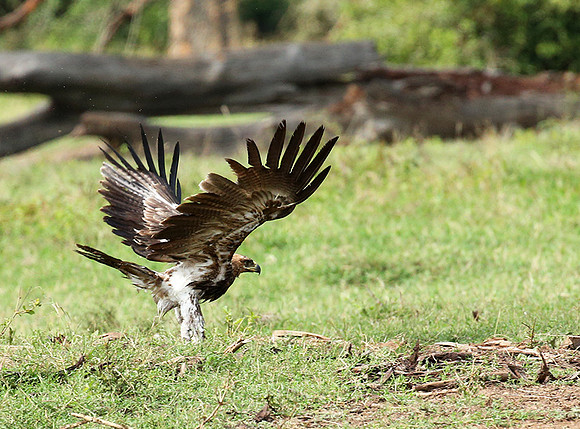 Steppe eagle - Laikipia
